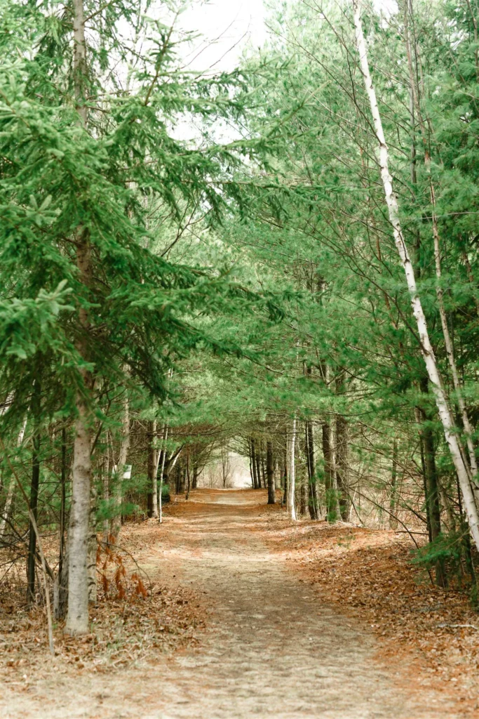 A dirt path winds through a forest of tall green pines, blanketed with fallen leaves—much like the serene setting seen in three feathers terrace photos.