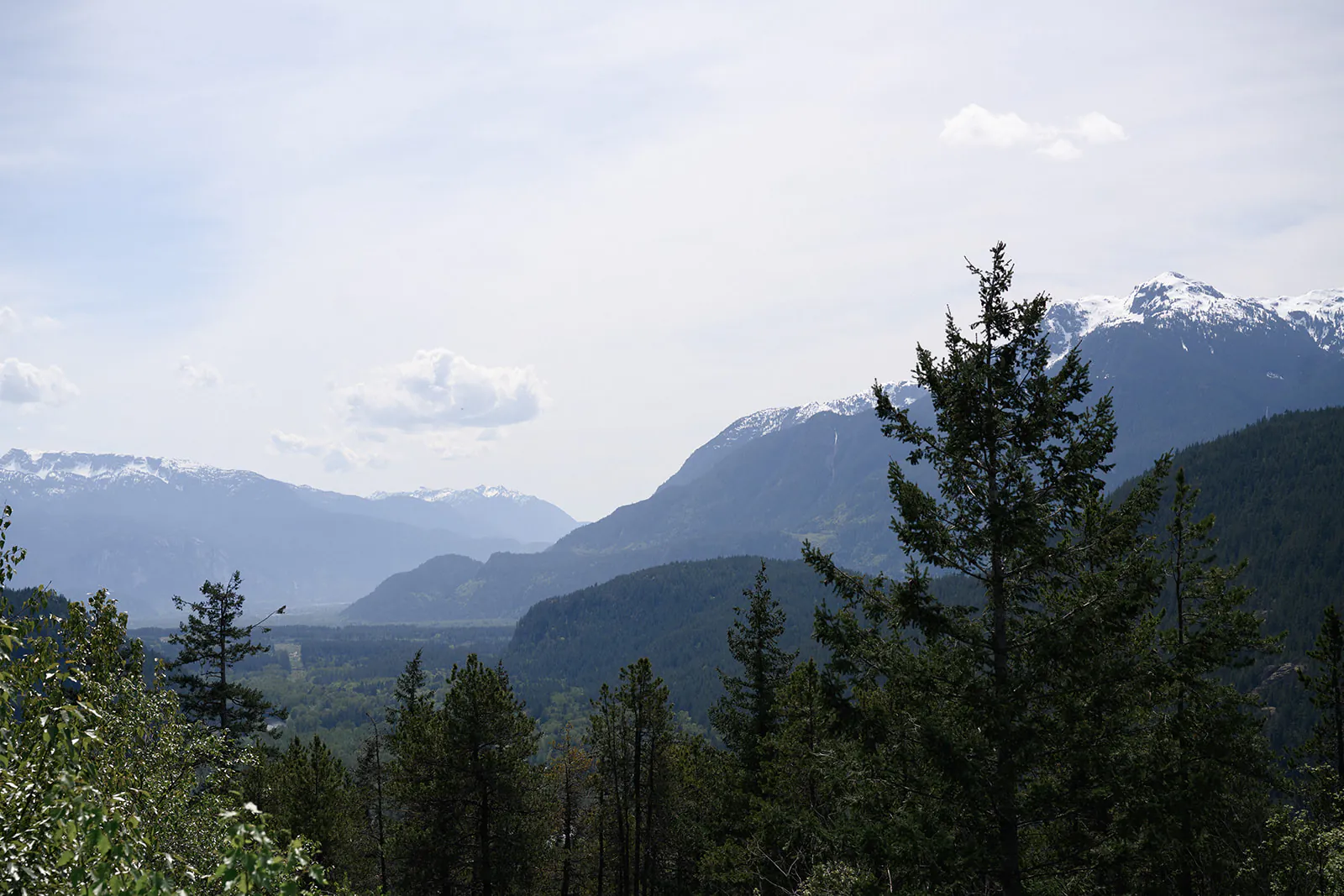 Mountain landscape with pine trees in the foreground, a valley below, and snow-capped peaks in the distance under a cloudy sky.